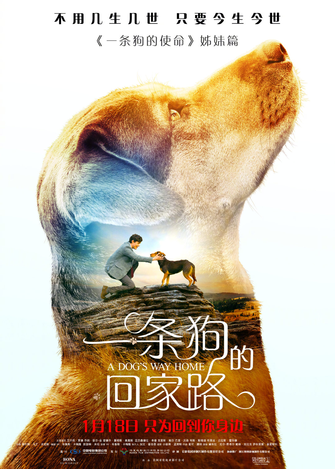 《一条狗的回家路》曝“猫狗”海报 北美开画票房力超前作姊妹篇